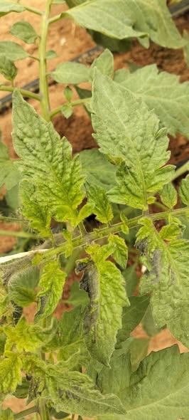 السلام عليكم ورحمه الله وبركاته
ممكن اعرف اية دة